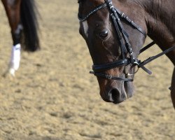 dressage horse Daikiri S (Rhinelander, 2007, from Daddy Cool)