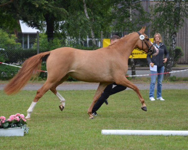 Dressurpferd Dantessé T (Deutsches Reitpony, 2013, von Danny Gold)