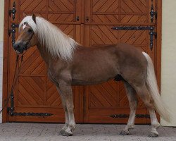 stallion Nokia (Haflinger, 2000, from Nordtirol)