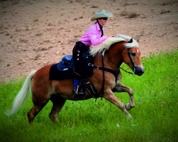 broodmare Nokias Little Hurricane (Haflinger, 2007, from Nokia)