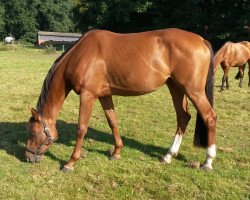 broodmare Hipsta Lady (Westphalian, 2012, from Hemingway 73)