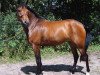 broodmare It Takes Two (New Forest Pony, 2002, from Hoppenhof's Vivaldi)