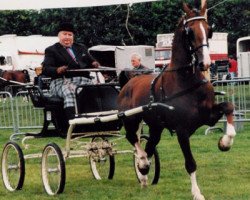 stallion Milano (KWPN (Royal Dutch Sporthorse), 1994, from Renovo)