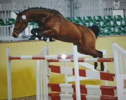 dressage horse All In For Pleasure (German Sport Horse, 2013, from Abke 4)