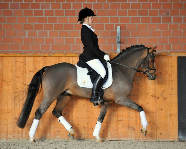 stallion Bob Sinclair R (Welsh-Pony (Section B), 2006, from Best Boy)