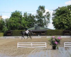 dressage horse Donnina Nera (Rhinelander, 2004, from Don Bedo I)