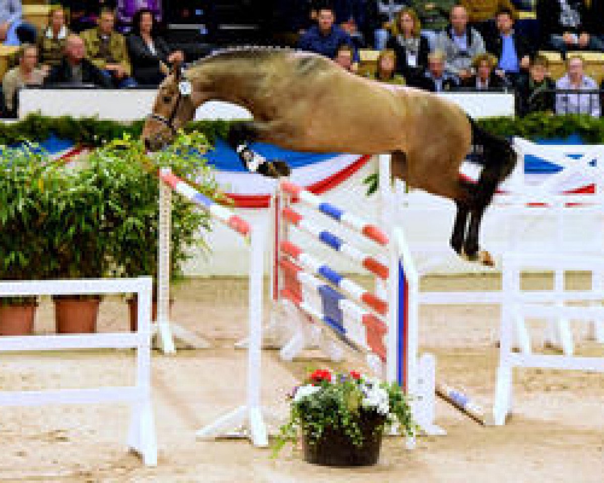 Deckhengst Quiwi Capitol (Holsteiner, 2014, von Quiwi Dream)