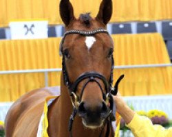 stallion Prinz Shutterfly (Hanoverian, 2014, from Perigueux)