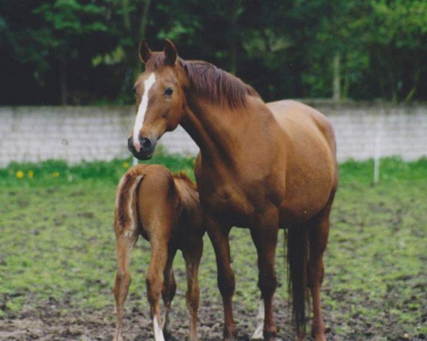 Pferd Erle (Rheinländer, 1985, von Ehrensold)