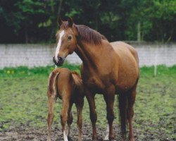 broodmare Erle (Rhinelander, 1985, from Ehrensold)