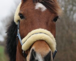 horse Cinderella (German Riding Pony, 2004, from Menelaos)