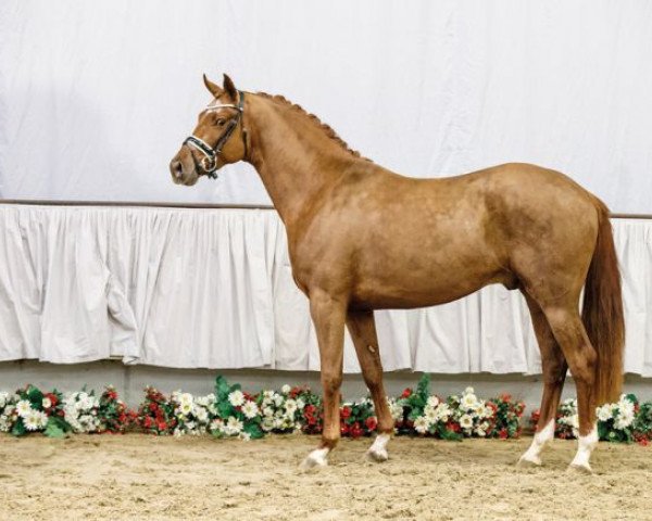 dressage horse For Fashion (Westphalian, 2014, from For Romance I)