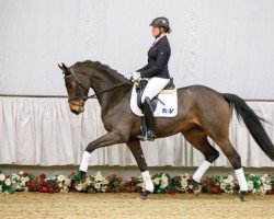 dressage horse Rawella (Westphalian, 2013, from Rock Forever NRW)