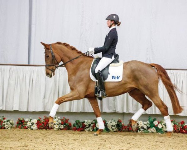 dressage horse Die Fürstin (Westphalian, 2012, from Dankeschön)