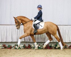 dressage horse Funky Fox S (Westphalian, 2013, from Fürst Piccolo)