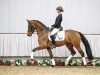 dressage horse Flying for Compliments (Westphalian, 2013, from Franziskus FRH)