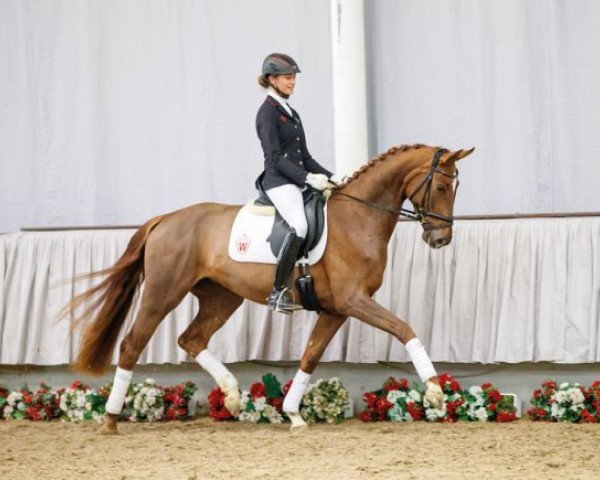 dressage horse For Passion (Westphalian, 2013, from For Romance I)