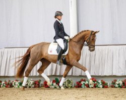 dressage horse For Passion (Westphalian, 2013, from For Romance I)