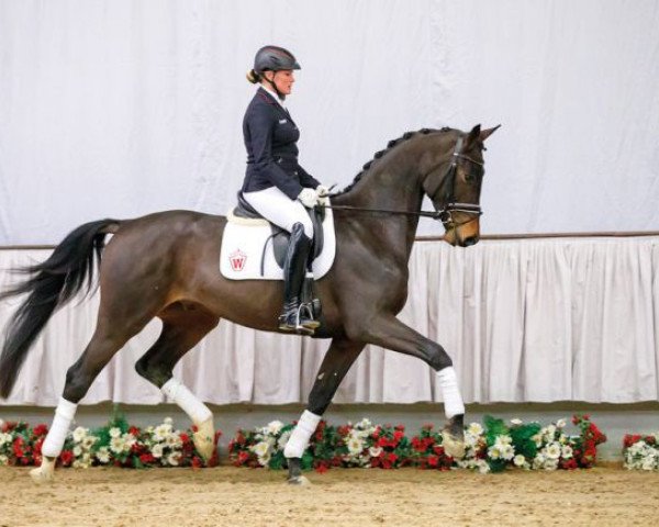 dressage horse Esquinzo von Velen (Rhinelander, 2013, from Everdale)