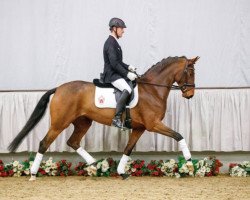 dressage horse Endless Pleasure (Westphalian, 2013, from Ehrenstolz)