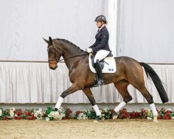 dressage horse Felicita (Westphalian, 2013, from Feedback 16)