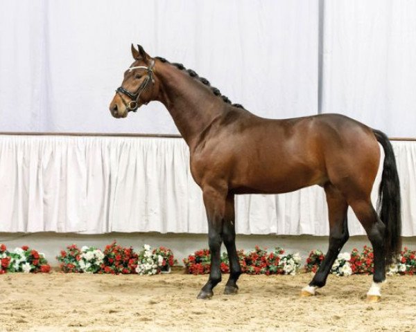 stallion Sterntänzer (Westphalian, 2014, from Stedinger)