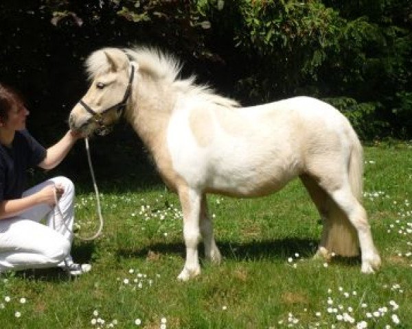 broodmare Ballerina von Olendiek (Shetland Pony, 2008, from Willi Weitblick)