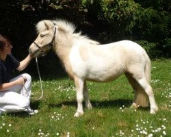 Zuchtstute Ballerina von Olendiek (Shetland Pony, 2008, von Willi Weitblick)