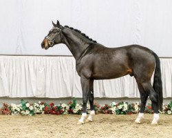 dressage horse Figaro (Rhinelander, 2014, from Farbenspiel)