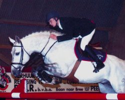 Deckhengst Quickfeuer van Koekshof (Belgisches Warmblut, 1993, von Heartbreaker)