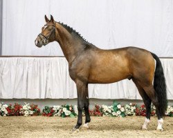 dressage horse Fürst Roland (Westphalian, 2014, from Franziskus FRH)