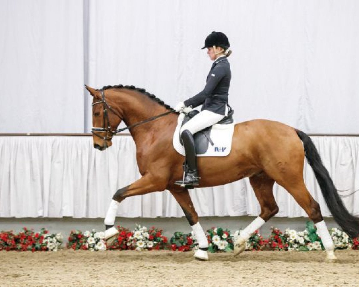 dressage horse Vanderbilt 14 (Westphalian, 2013, from Vitalis)