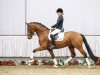 dressage horse Vanderbilt 14 (Westphalian, 2013, from Vitalis)