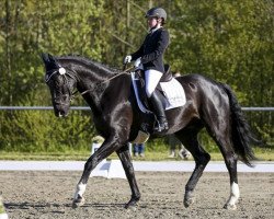 dressage horse Don Antonio 16 (Württemberger, 2006, from Danone 4)