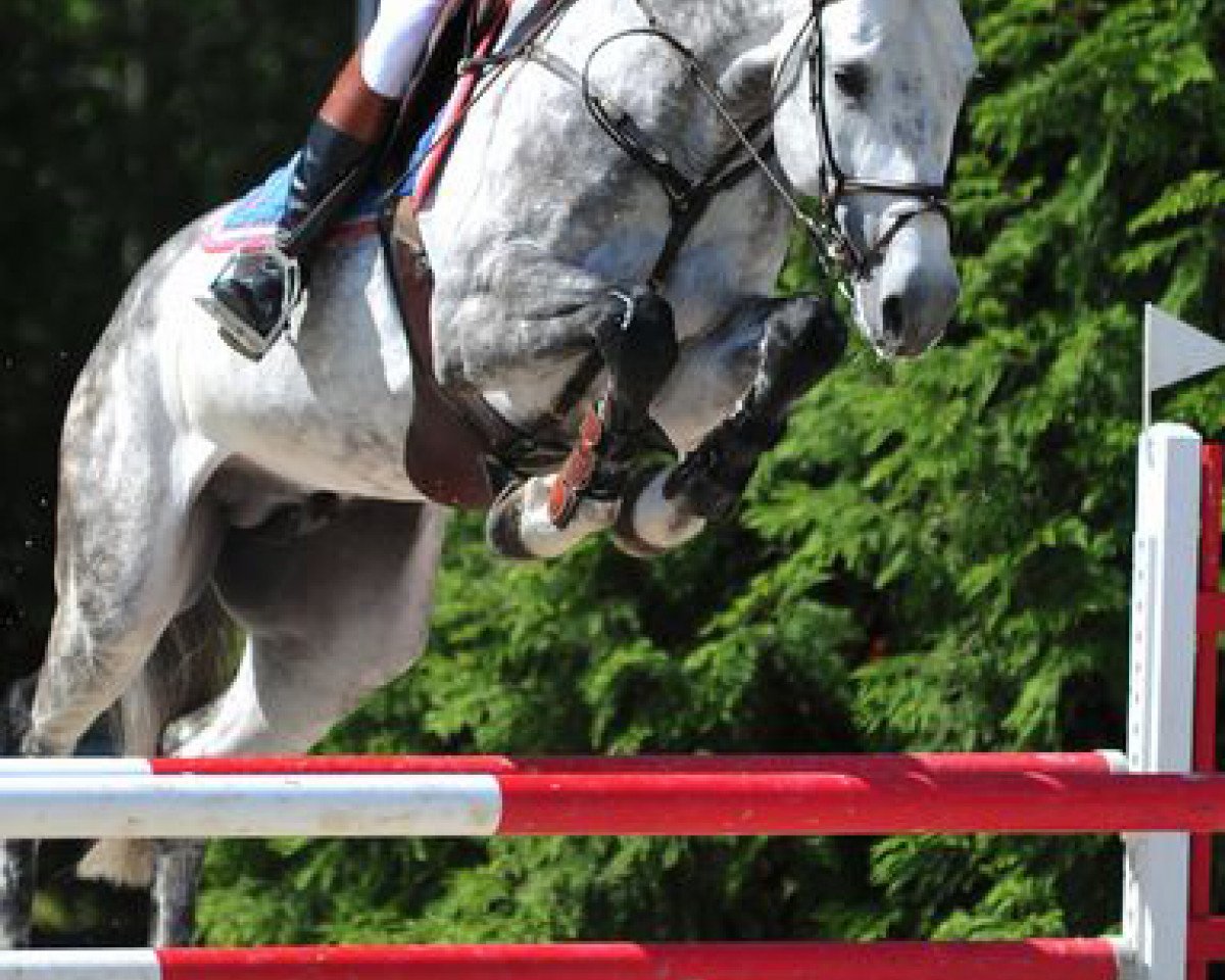 Deckhengst Agropoint Cosmos (Ungarisches Warmblut, 2005, von Cassini II)