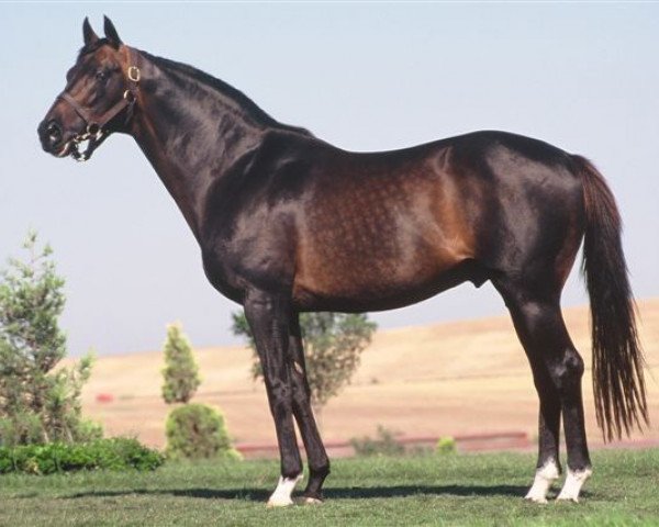 stallion Bin Ajwaad xx (Thoroughbred, 1990, from Rainbow Quest xx)