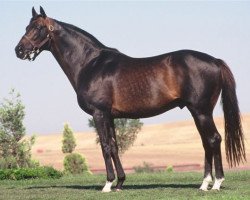 stallion Bin Ajwaad xx (Thoroughbred, 1990, from Rainbow Quest xx)