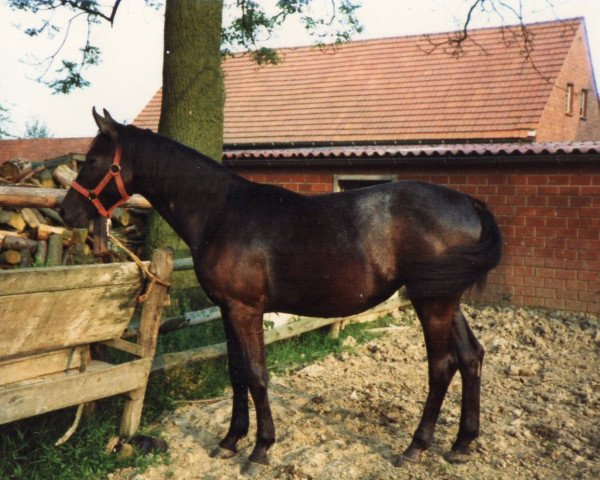 Zuchtstute Early Blue (Hannoveraner, 1982, von Gardehusar)