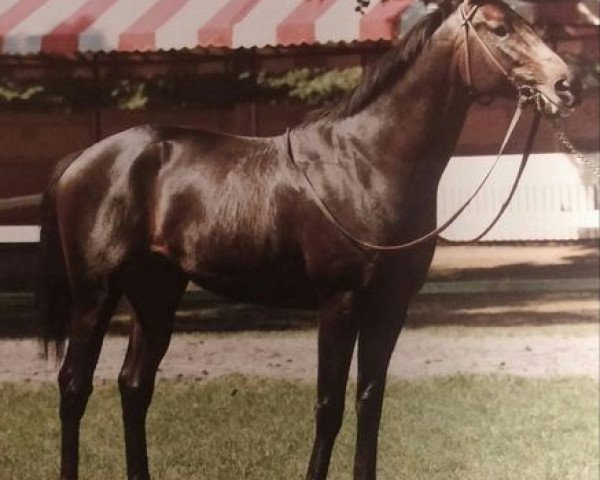 stallion Air Forbes Won xx (Thoroughbred, 1979, from Bold Forbes xx)
