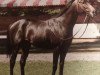 stallion Air Forbes Won xx (Thoroughbred, 1979, from Bold Forbes xx)