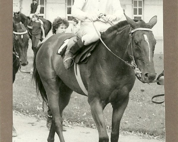 Pferd Erlkönig xx (Englisches Vollblut, 1981, von Immer xx)