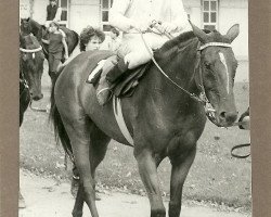 horse Erlkönig xx (Thoroughbred, 1981, from Immer xx)