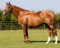 stallion Samum xx (Thoroughbred, 1997, from Monsun xx)