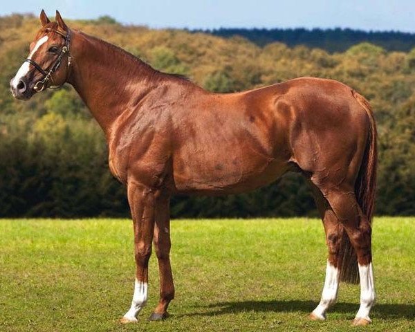 stallion Sordino xx (Thoroughbred, 2006, from Samum xx)