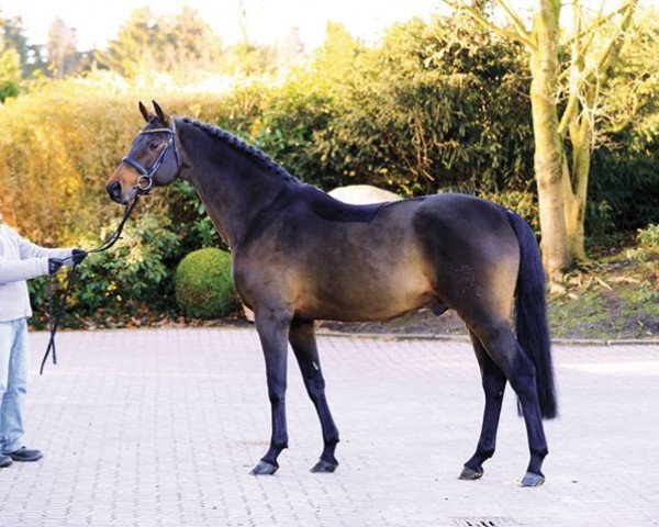 Springpferd Lentini (Holsteiner, 1998, von Lavaletto)
