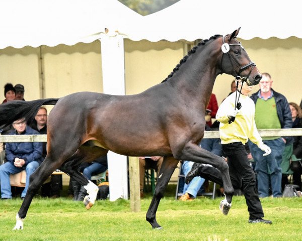 stallion Falstaff (Hanoverian, 2013, from Ampère)