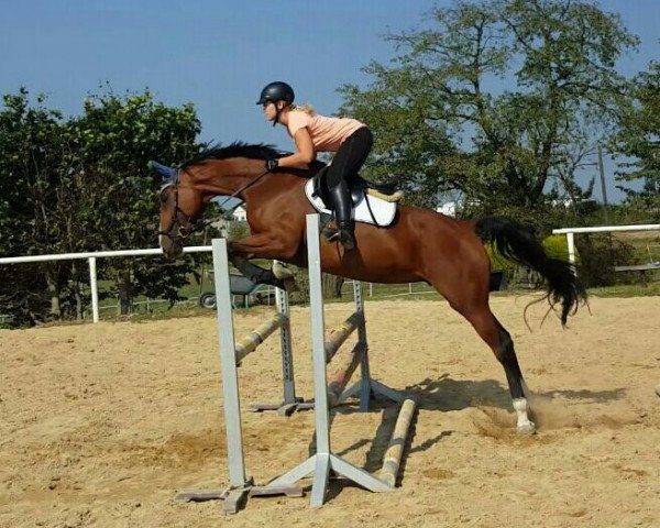 broodmare Ricarda (German Sport Horse, 2010, from Cassineto)