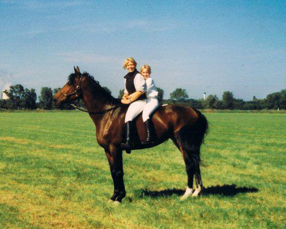 horse Ruby Thuesday 2 (Hessian Warmblood, 1991, from Romanow)