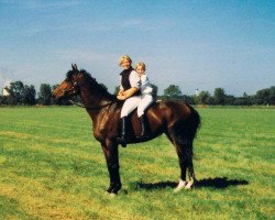 Pferd Ruby Thuesday 2 (Hessisches Warmblut, 1991, von Romanow)