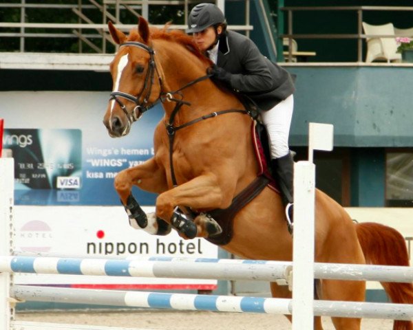 broodmare Aly Mac Chin du Bois Pinchet (Belgium Sporthorse, 2006, from Chin Chin)